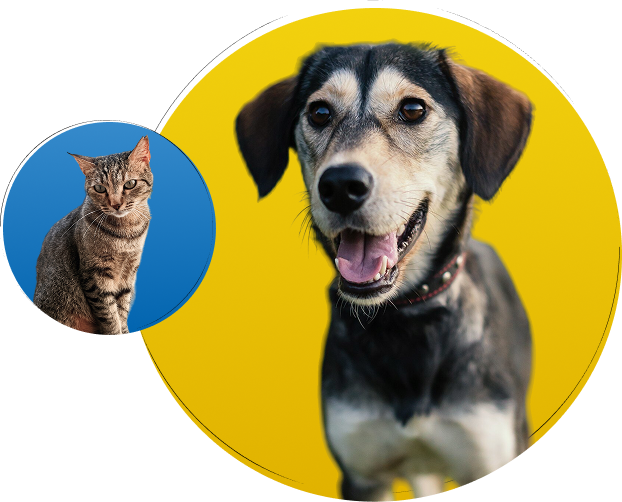 Banner de um gato e um cachorro